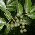 Amyris pinnata Gyümölcs