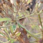 Chromolaena odorata Corteza