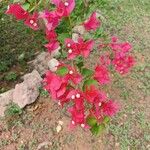 Bougainvillea glabraЦветок