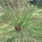 Pinus ponderosa पत्ता