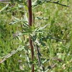 Bellardia trixago Leaf