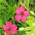 Linum grandiflorum Flower