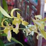 Dendrobium conanthum Flower