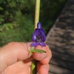 Aconitum columbianum Flor