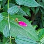 Arthrostemma ciliatum Flor