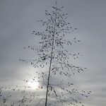 Eragrostis mexicana অভ্যাস