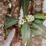 Euphorbia lophogona Flower