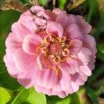 Zinnia peruvianaFlower