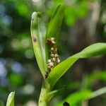Polystachya stuhlmannii Flower
