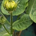 Doronicum orientale Ekosanga