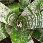 Aechmea fasciata Leaf