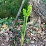 Arum italicumफल