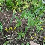 Polygonatum multiflorum葉