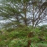 Vachellia xanthophloea Hoja