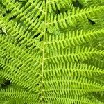 Athyrium distentifolium Feuille