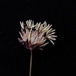 Juncus thomsonii Flower