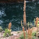 Plantago maritima Fruit