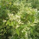 Ligustrum vulgareपत्ता