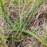 Aloe amudatensis 葉