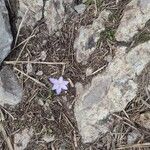 Crocus cambessedesii Квітка