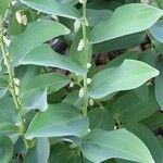 Polygonatum multiflorum Frunză