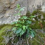 Hieracium amplexicaule Tervik taim