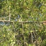Dalbergia melanoxylon Хабит