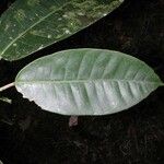 Ficus schippii Leaf