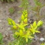 Sedum stenopetalum Natur