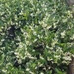 Trachelospermum jasminoides花