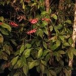 Warszewiczia coccinea പുഷ്പം