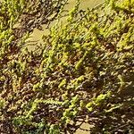 Traganum moquinii Flor