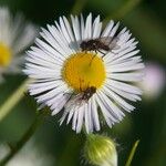 Erigeron annuus പുഷ്പം