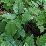 Astilbe simplicifolia Blad