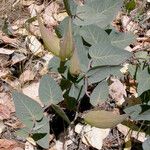 Asclepias cordifolia Habitat