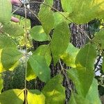 Fraxinus latifolia Leaf