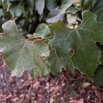 Rhoicissus tomentosa Leaf