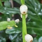 Rhipsalis micrantha Fruit