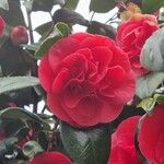 Camellia sasanqua ᱵᱟᱦᱟ