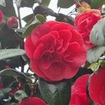 Camellia sasanqua Flor