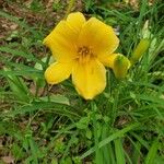 Hemerocallis lilioasphodelusBlüte