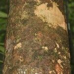 Abarema jupunba Ŝelo