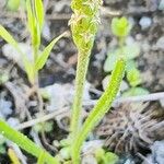 Plantago ovata 果実