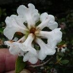 Rhododendron trichostomum Kvet