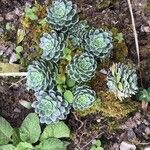 Saxifraga paniculata Blatt