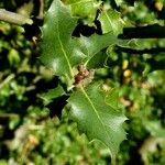 Quercus wislizeni Листок