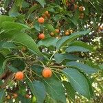 Cordia caffra