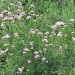 Achillea distansКвітка