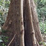 Terminalia superba Corteza