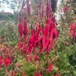 Fuchsia magellanicaKwiat